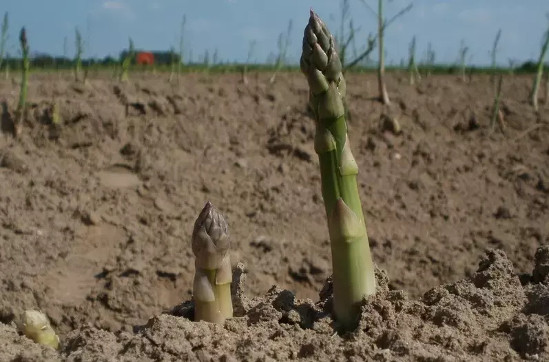 Get to know about the different stages of growing asparagus